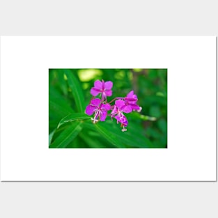 Lavender Fireweed Posters and Art